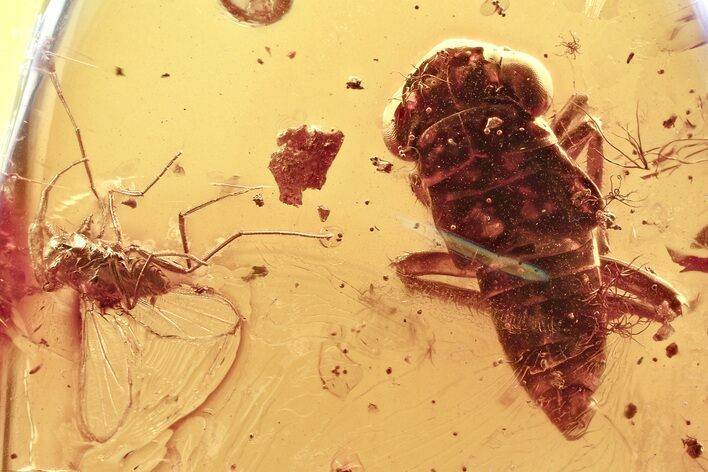 Detailed Fossil Froghopper and True Midge In Baltic Amber #357885